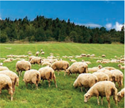 Forma - Carni secondo natura